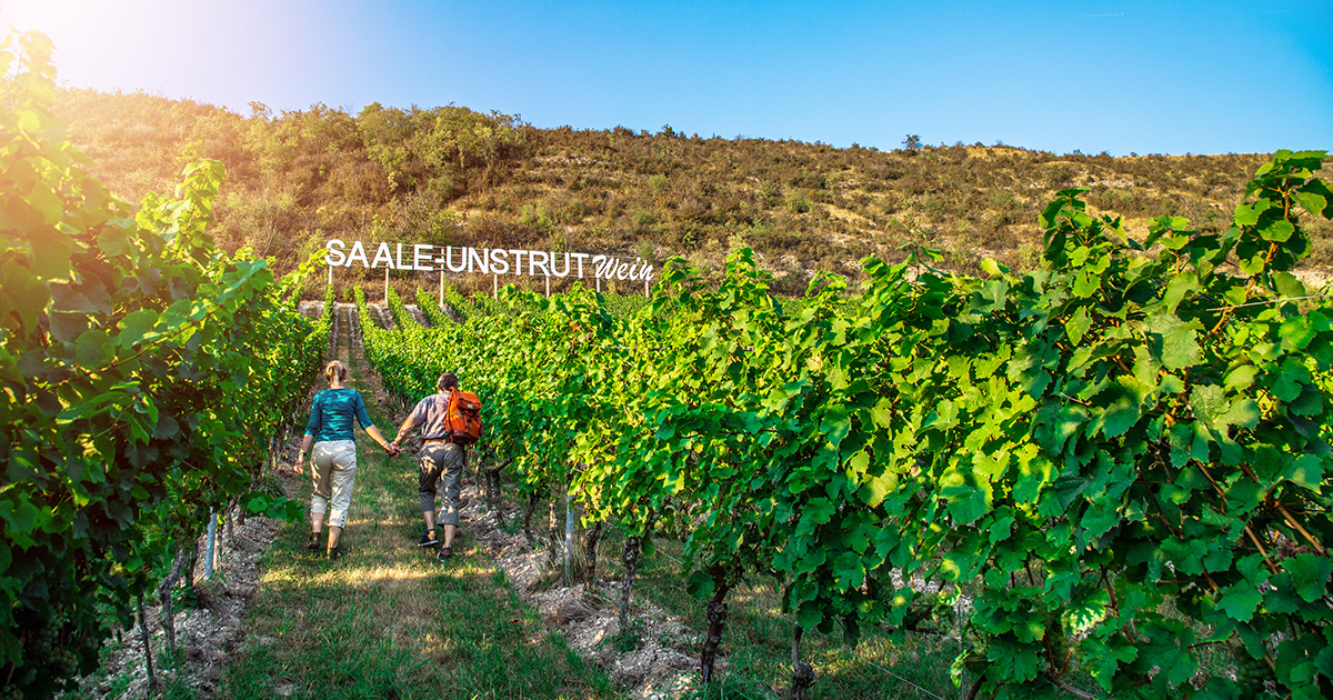 Ein Weinberg in Bad Kösen, darin ein sehr großes Schild "Saale-Unstrut-Wein"
