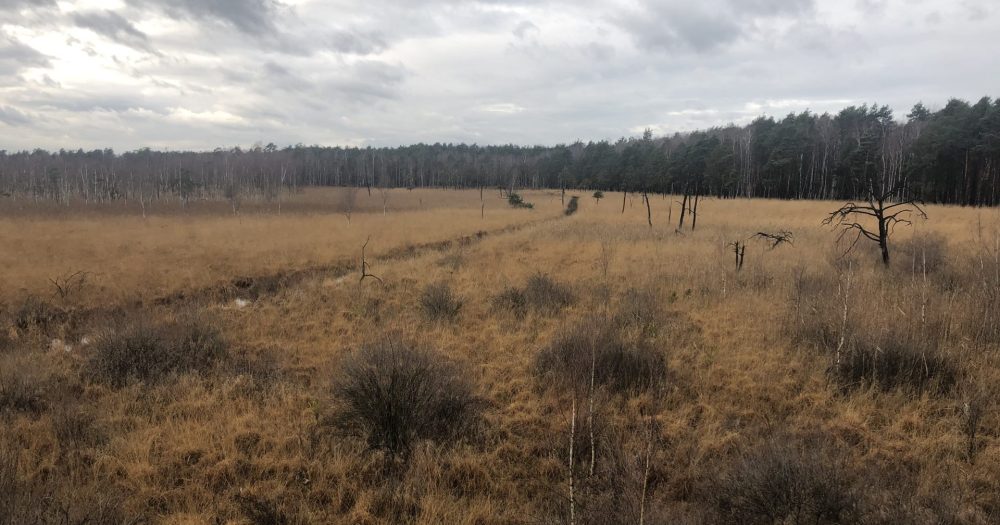 Aufnahme von dem Dubringer Moor, mit Gräsern bewachsen und im Hintergrund ein paar Kiefern und Birken.