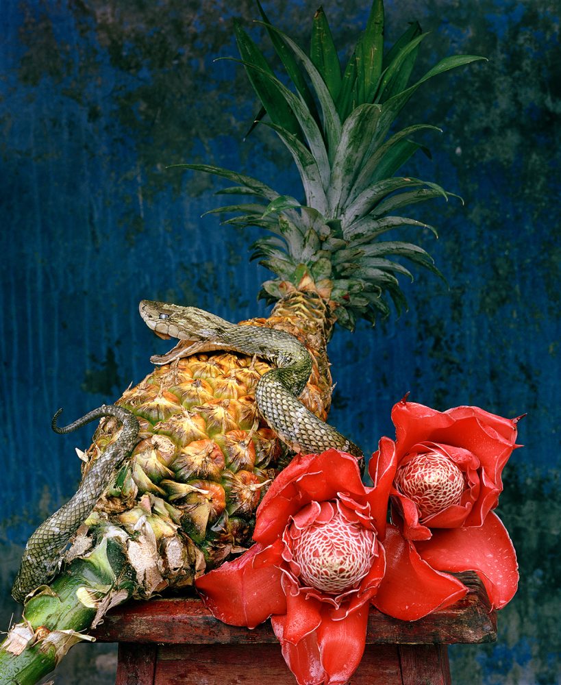 Fotografie Frank Gaudlitz: Naturaleza muerta con-hergon, Amazonien, 2015