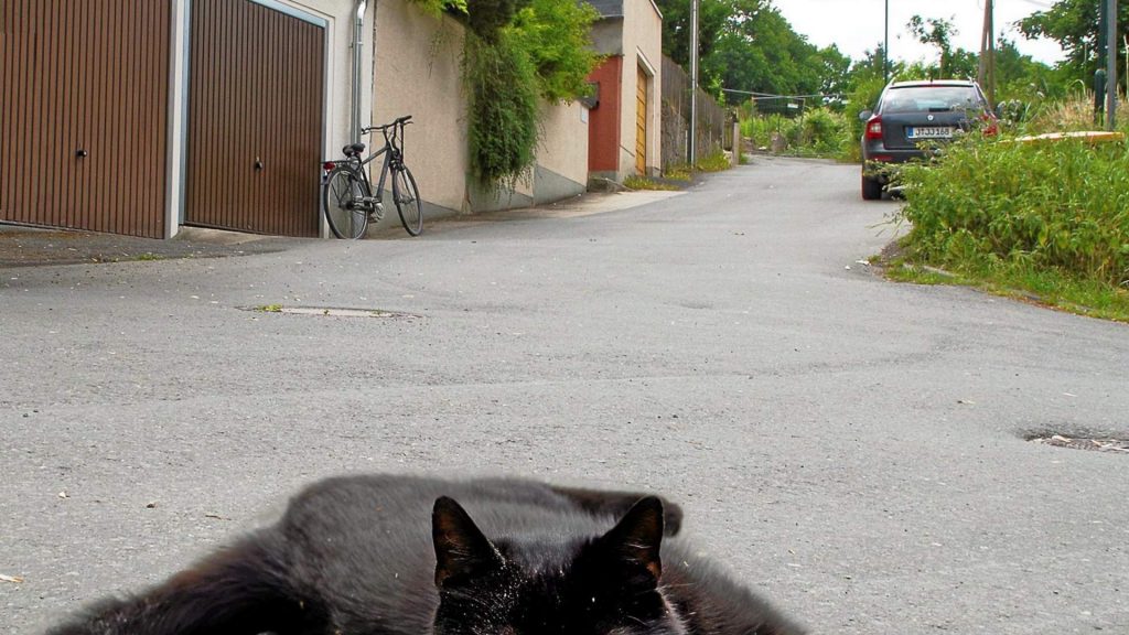Eine Katze räkelt sich vor der Ulmer Straße in Jena